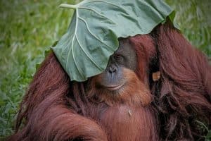 Orang-oetan met blad op zijn hoofd