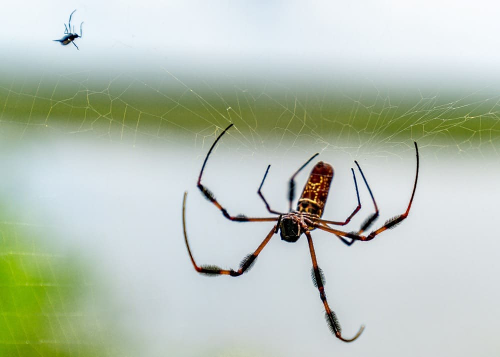 Spin in een web