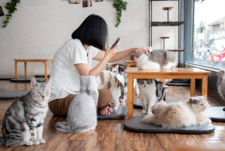 Meerdere katten in de woonkamer