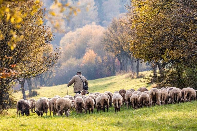 Een herder met een kudde schapen