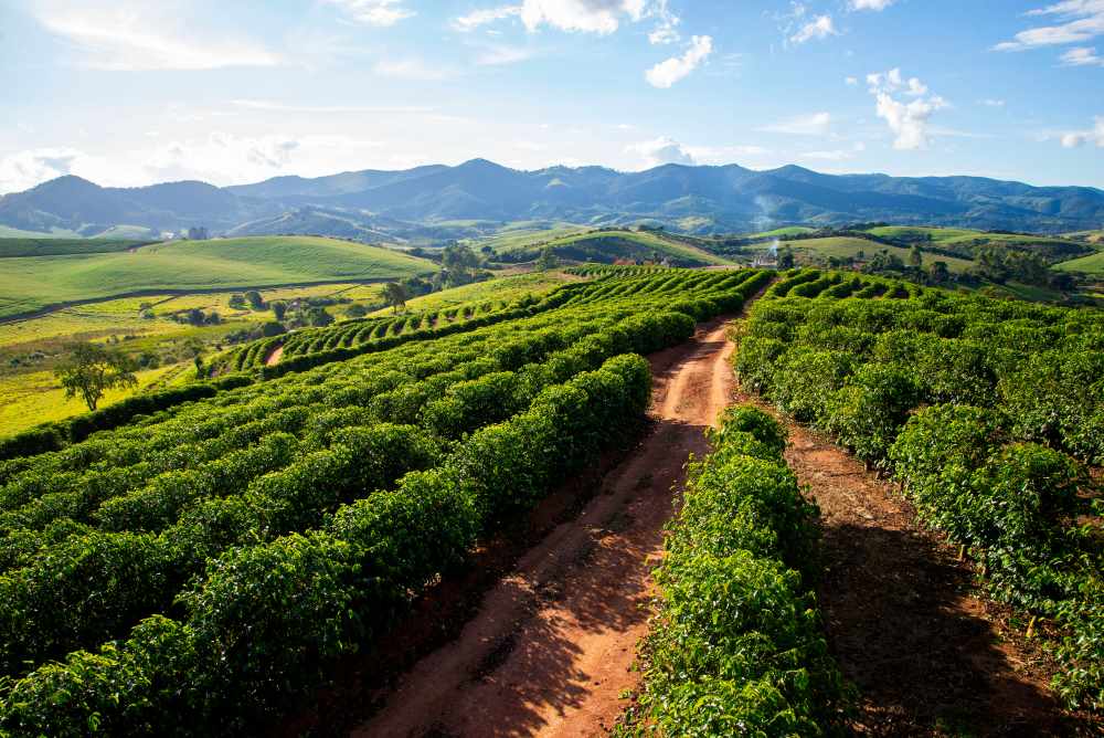 Koffieplantage in Brazilië